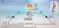 脑卒中患者的被动治疗——全身振动训练运动