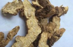 每天认识一味中药：苍术——燥湿健脾，祛风散寒书生