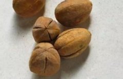 每天认识一味中药：巴豆——泻下冷积，逐水退肿李时珍