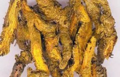 每天认识一味中药：黄连——清热燥湿，泻火解毒黄莲