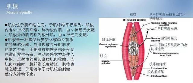 脑卒中患者的被动治疗——全身振动训练运动
