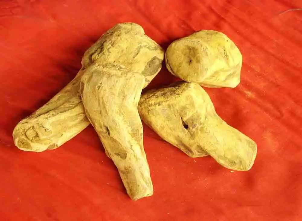 每天认识一味中药：大黄——泻热毒，破积滞，行瘀血马骏