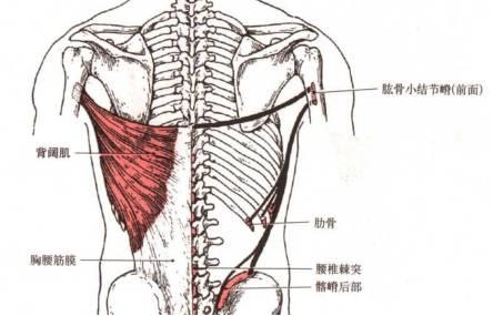 上交叉综合症的康复治疗策略肩胛