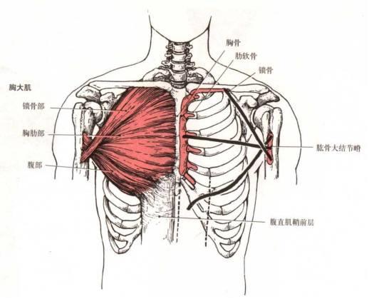 上交叉综合症的康复治疗策略肩胛