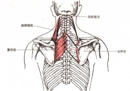 上交叉综合症的康复治疗策略肩胛