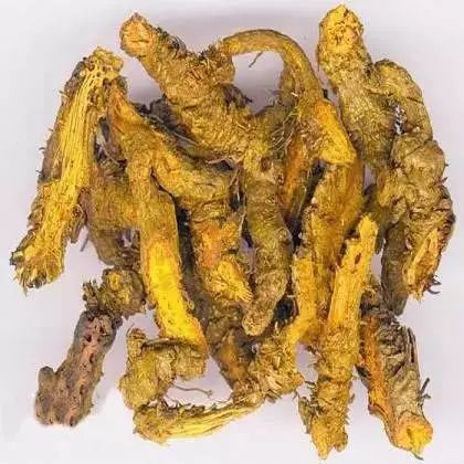 每天认识一味中药：黄连——清热燥湿，泻火解毒黄莲