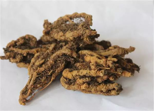 每天认识一味中药：黄连——清热燥湿，泻火解毒黄莲